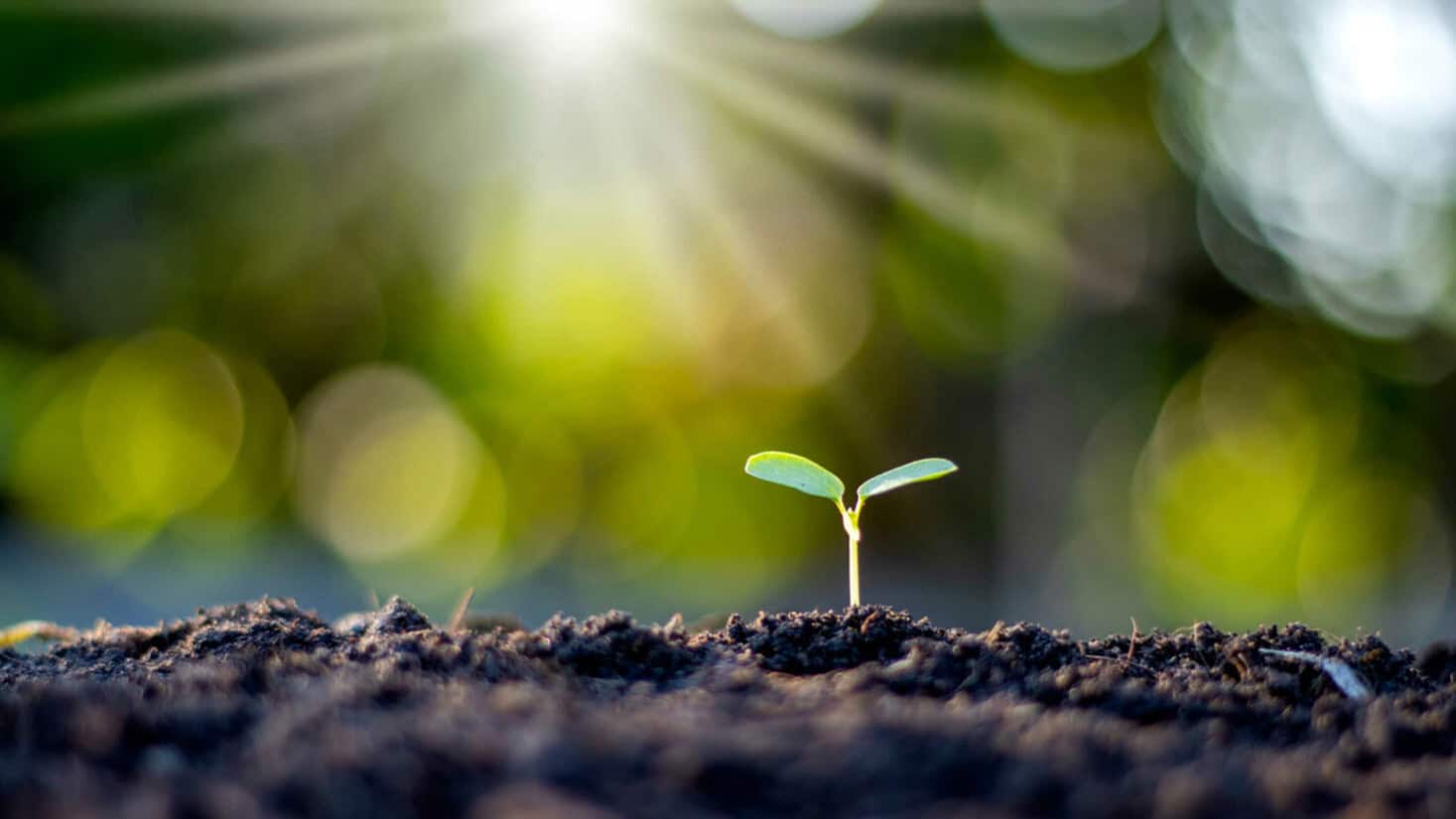 Seedling growing